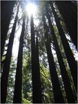 Roaring Camp cathedral grove